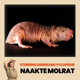 Afleveringplaatje van #2: De Naakte Molrat