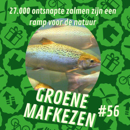 Afleveringplaatje van aflevering 56: 27.000 ontsnapte zalmen zijn een ramp voor de natuur