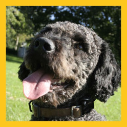 Afleveringplaatje van #7 Basta wordt hondencoach voor kinderen