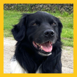 Afleveringplaatje van #2 Siep gaat achter de meerkoeten aan