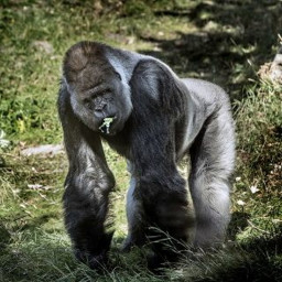 Afleveringplaatje van NieuwNieuws van de dag | 28-12-2020 - Bokito op Marktplaats?