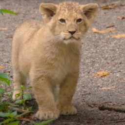 Afleveringplaatje van NieuwNieuws van de dag | 01-10-2020 - Leeuwenwelpjes in Burgers's Zoo