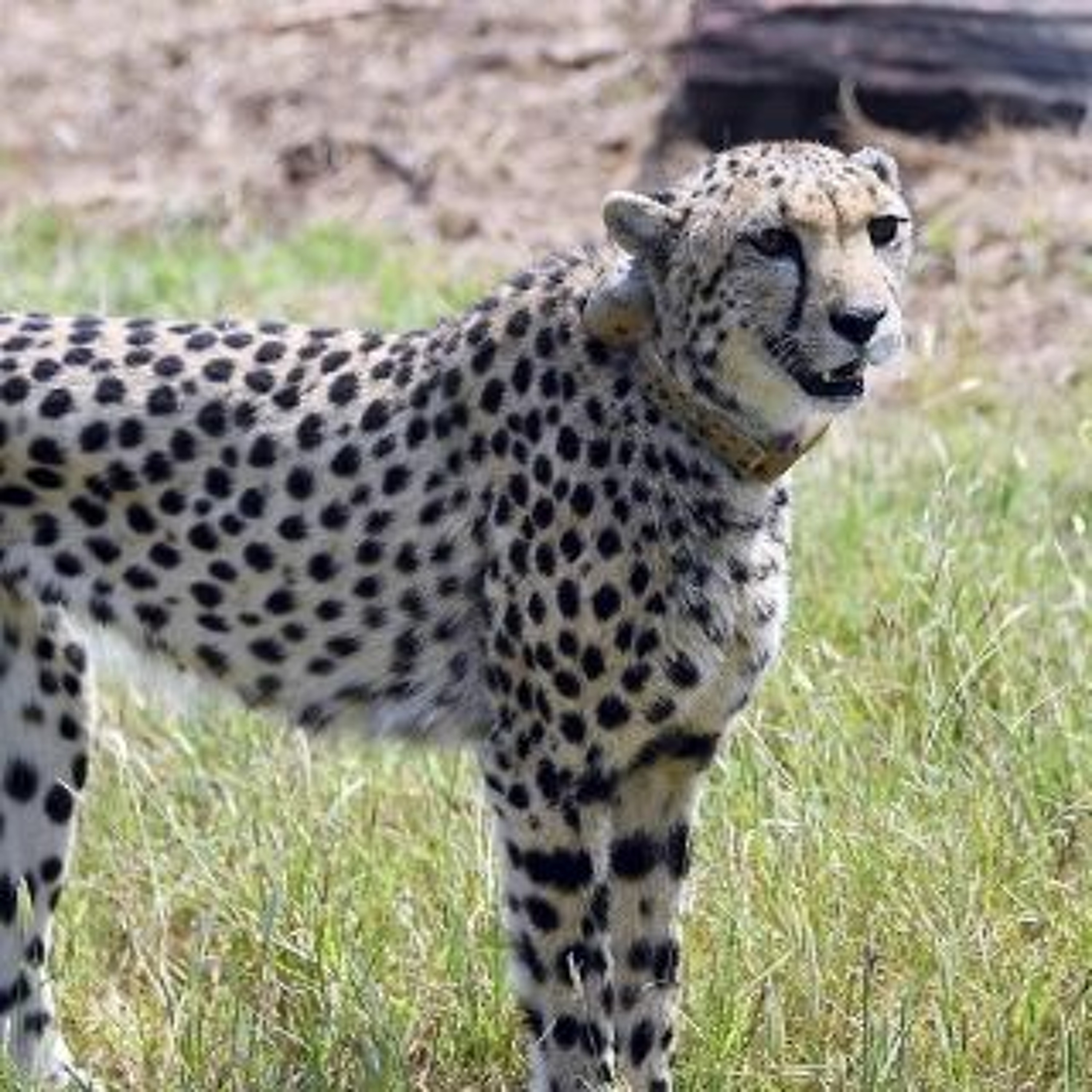 Afleveringplaatje van GeenStijl Daghap | 27-09-2022 - De Jurassic Park van de Lage Landen