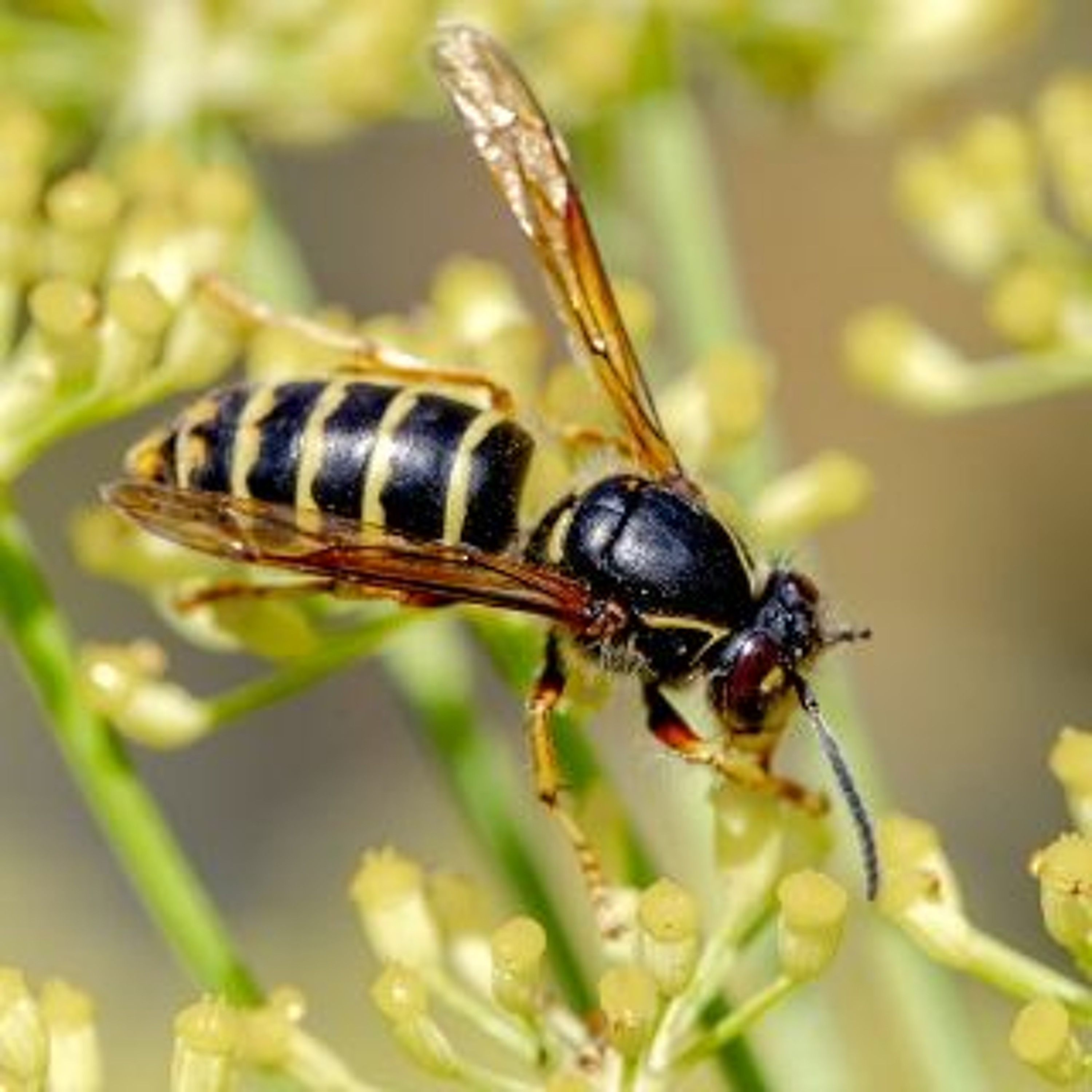 Afleveringplaatje van GeenStijl Daghap | 31-07-2022 - De enige goede Aziatische hoornaar is...