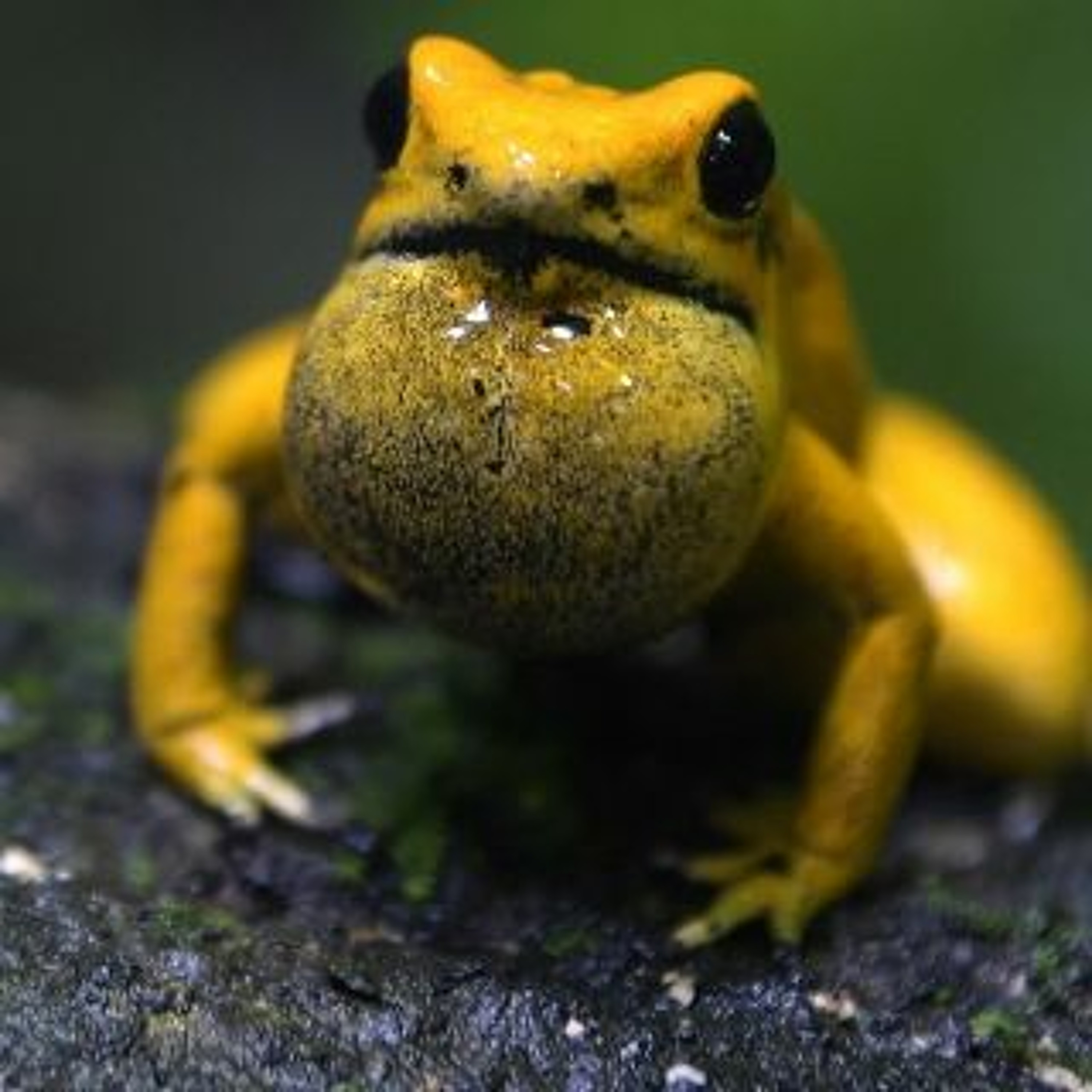 Afleveringplaatje van GeenStijl Daghap | 07-06-2022 - Kikkerexplosies in Brabant